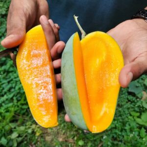 Nak Fazli Mango